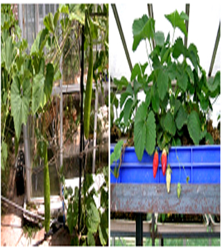 Hydroponics Technology