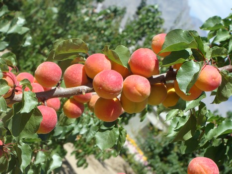 Organic  fruit for cold desert