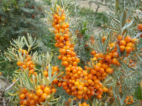 High  yielding Seabuckthorn