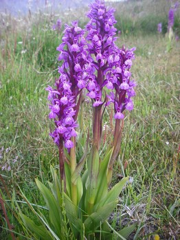 High  altitude medicinal plants