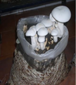 Mushroom Cultivation Technology