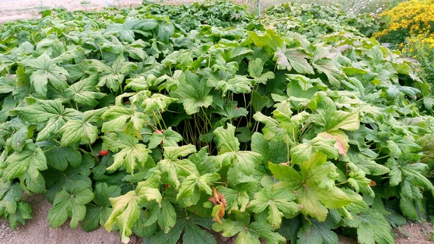 Survival garden