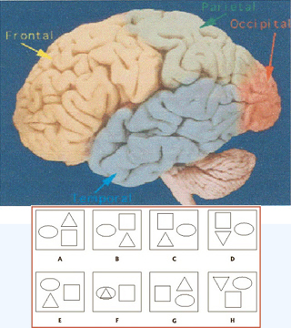 Comprehensive Battery of Cognitive Assessment