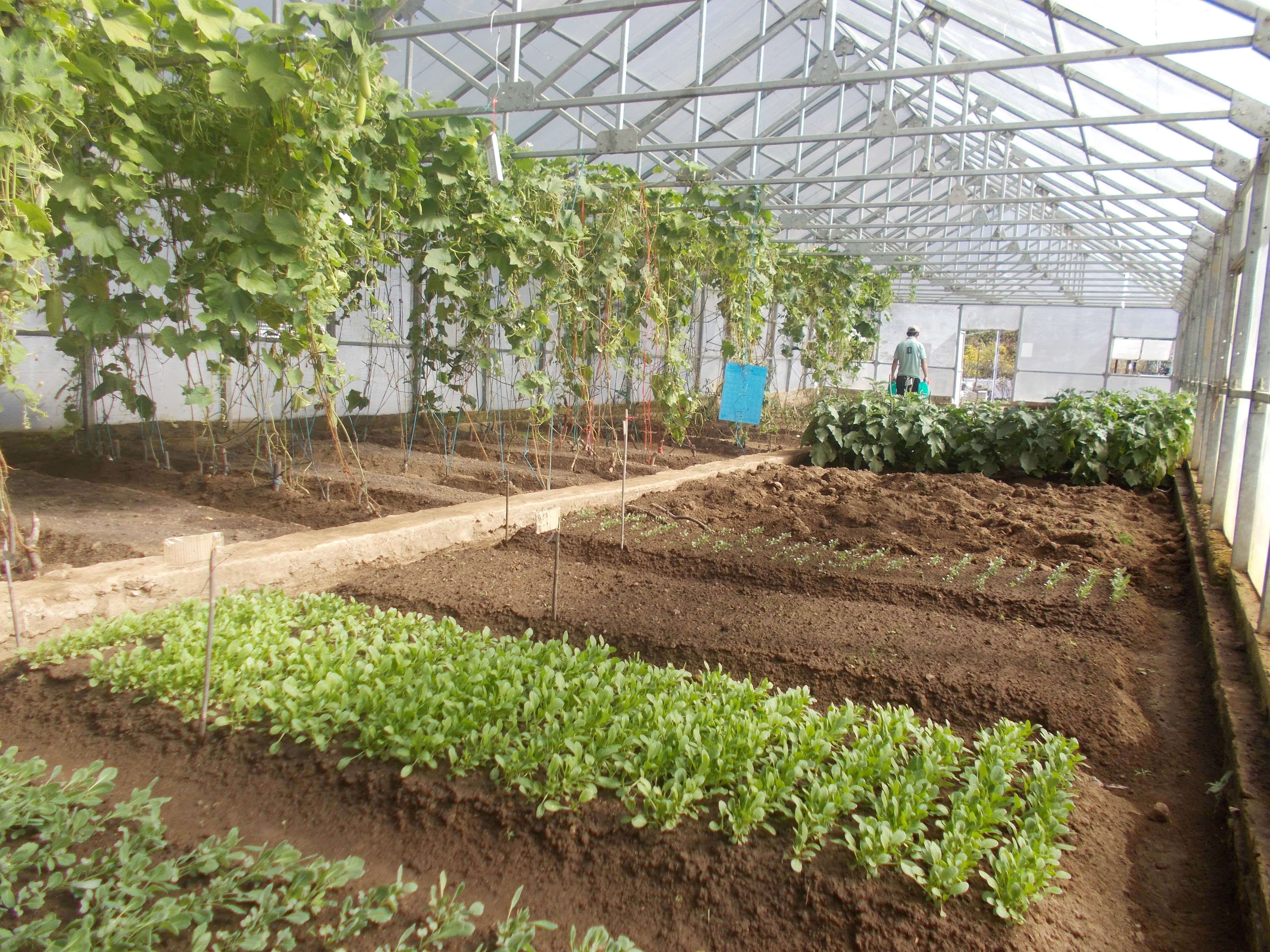 Protected cultivation technologies for vegetables in high altitude areas