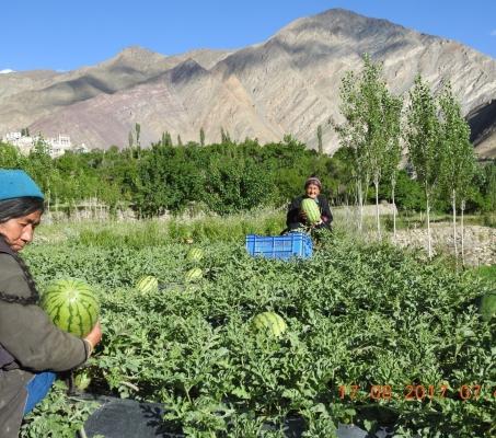 Watermelon in Ladakh