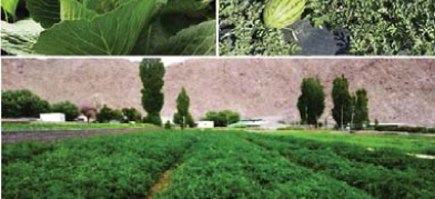 DB Original/Organic Mission: Watermelon, tomatoes growing at low temperatures in Leh- Ladakh, to become organic food hub by 2025