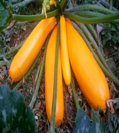 Organic  vegetable for cold desert