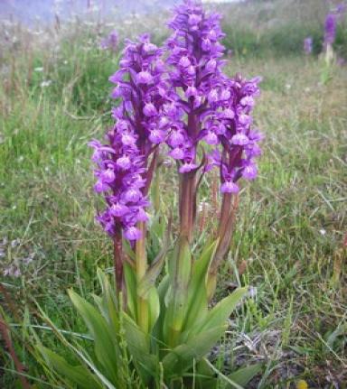 High  altitude medicinal plants