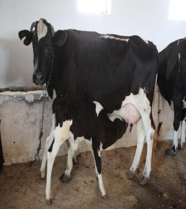 High  altitude adapted cattle