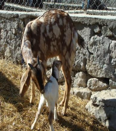 Regionally  suited fast growing sheep and goat