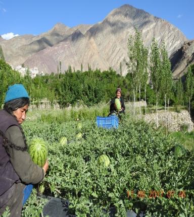 Watermelon in Ladakh