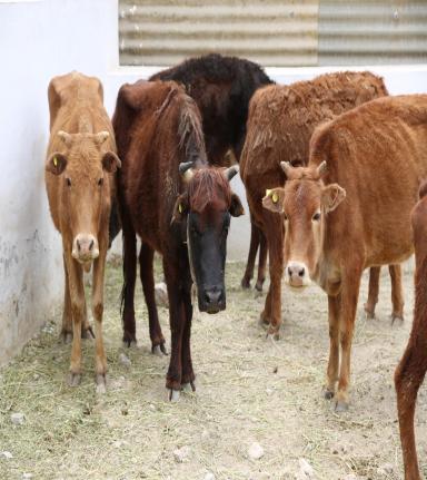 Cattle Development