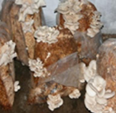 Mushroom Cultivation Technology