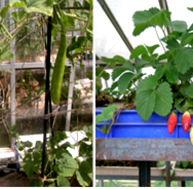 Hydroponics Technology